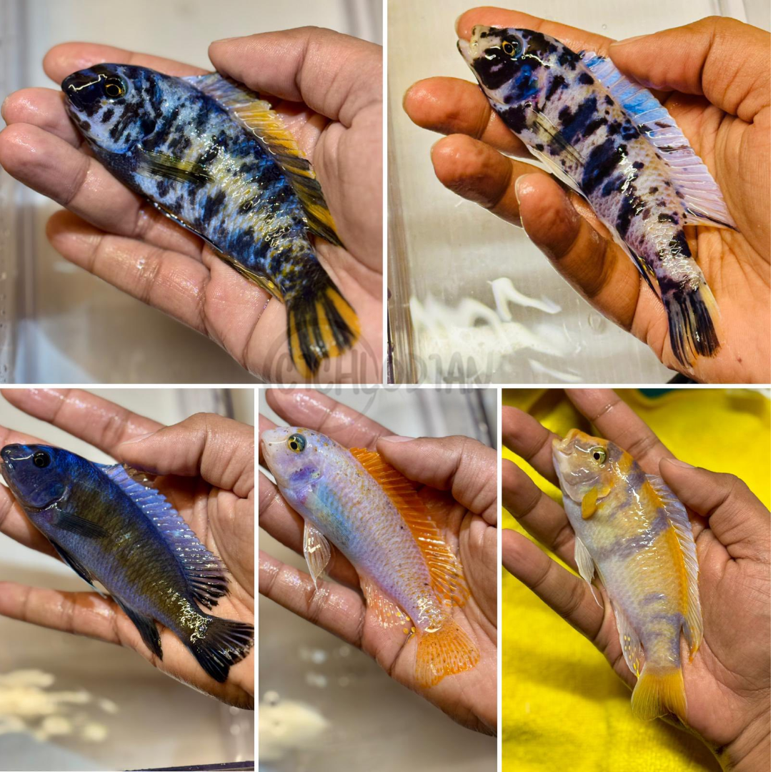 10 Mbuna Male Pack (5" - 6")
