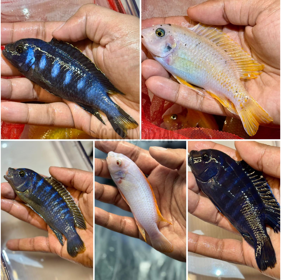 10 Mbuna Male Pack (5" - 6")