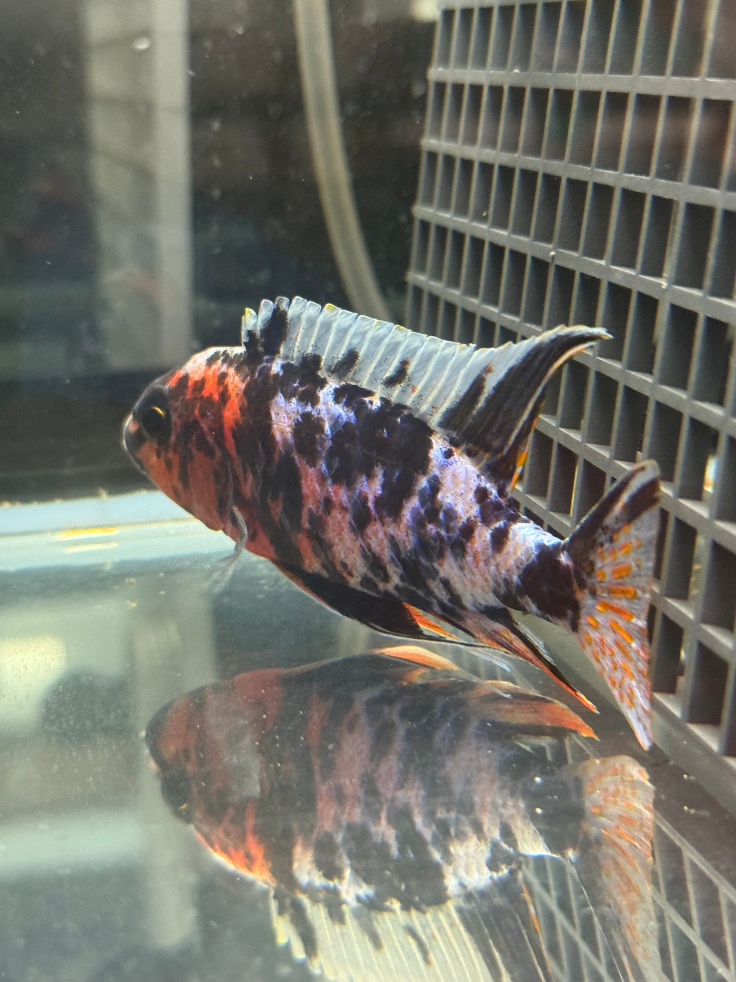 Blueberry OB (4"+ Male)