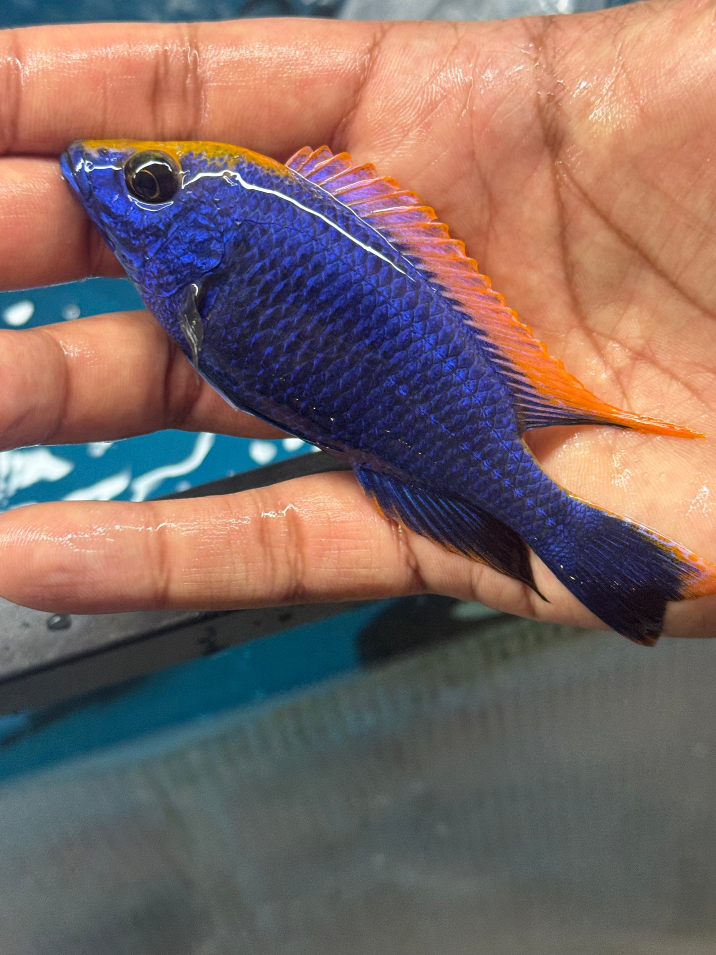 Yellow blaze Lithobates (5"+ Male)