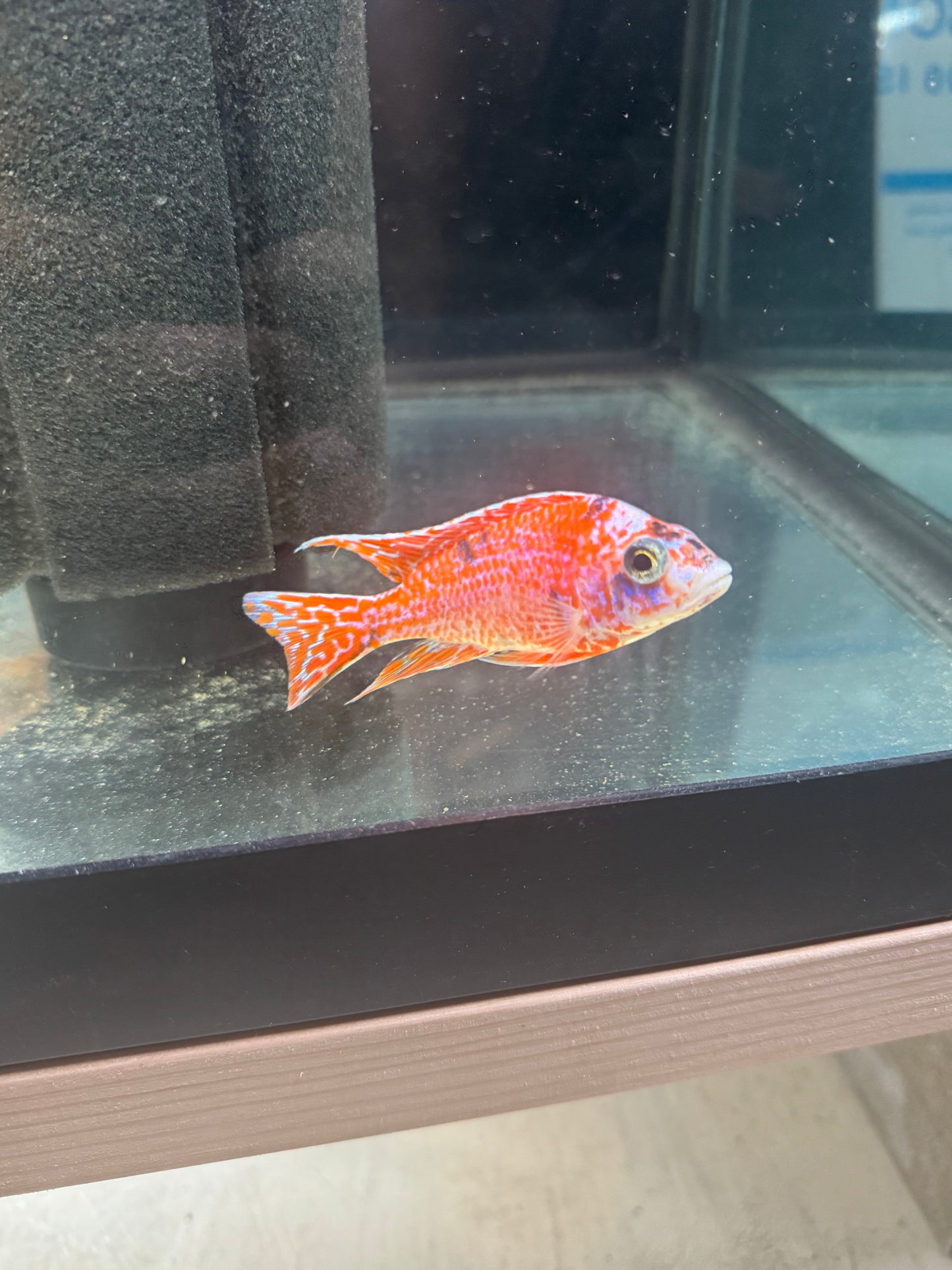 Strawberry OB (4"+ Male)