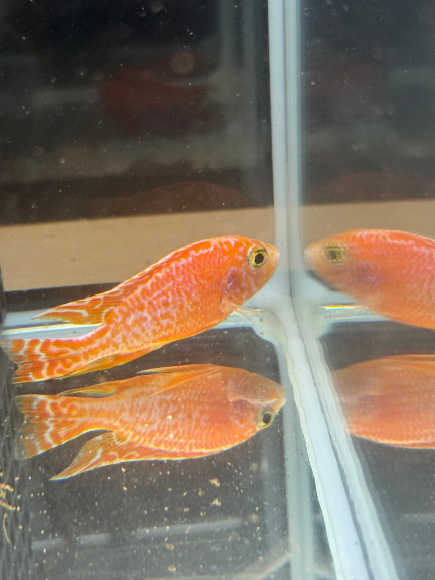 Dragon Blood (4"+ Male)