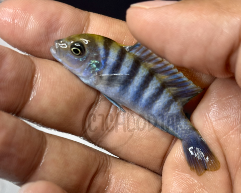 Cynotilapia Afra Orange Back Cobue