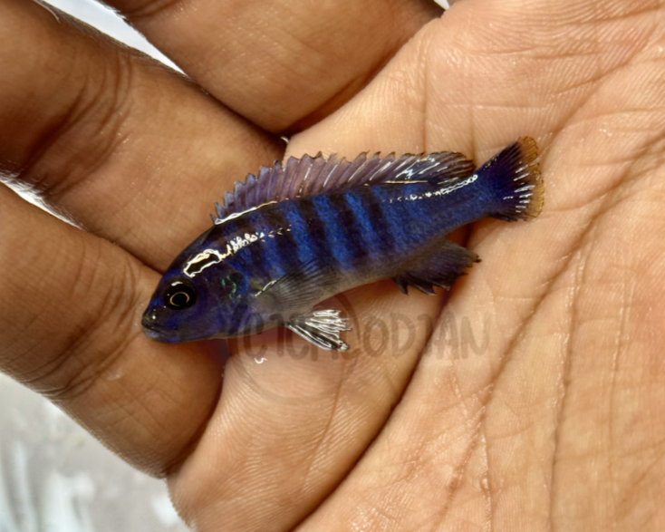 Cynotilapia Afra White Top