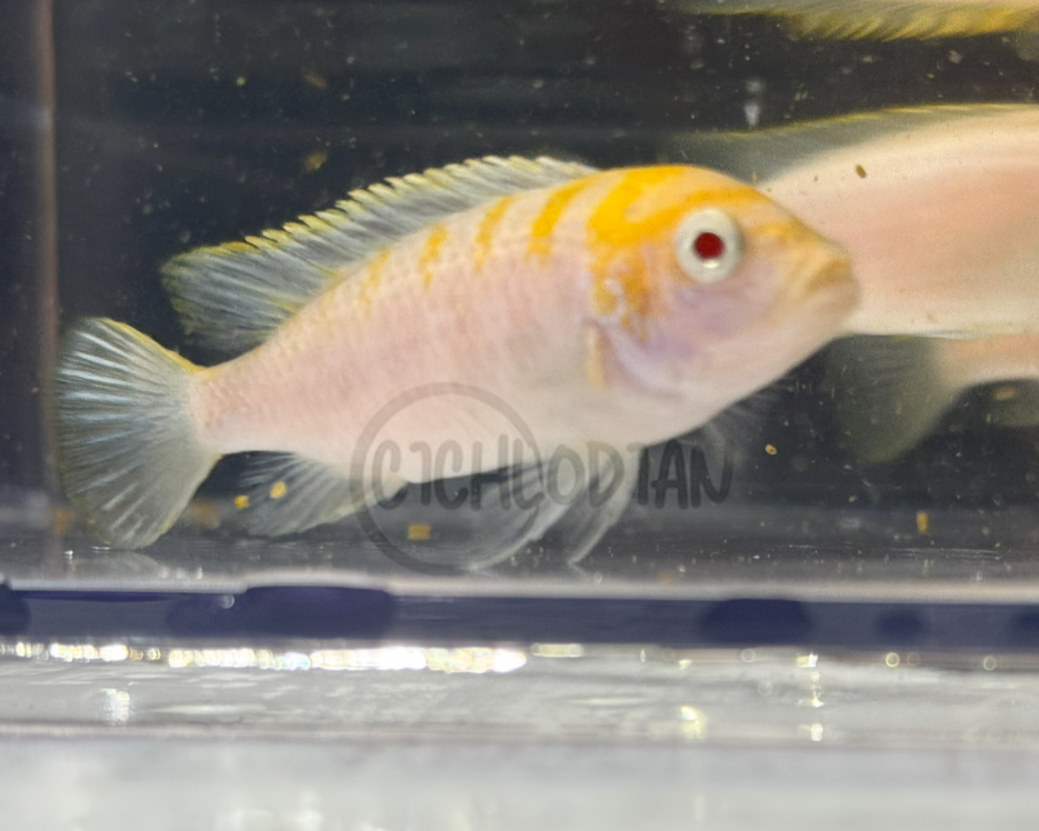 Cynotilapia Zebroides Afra Albino Cobue (EXTREMELY RARE)