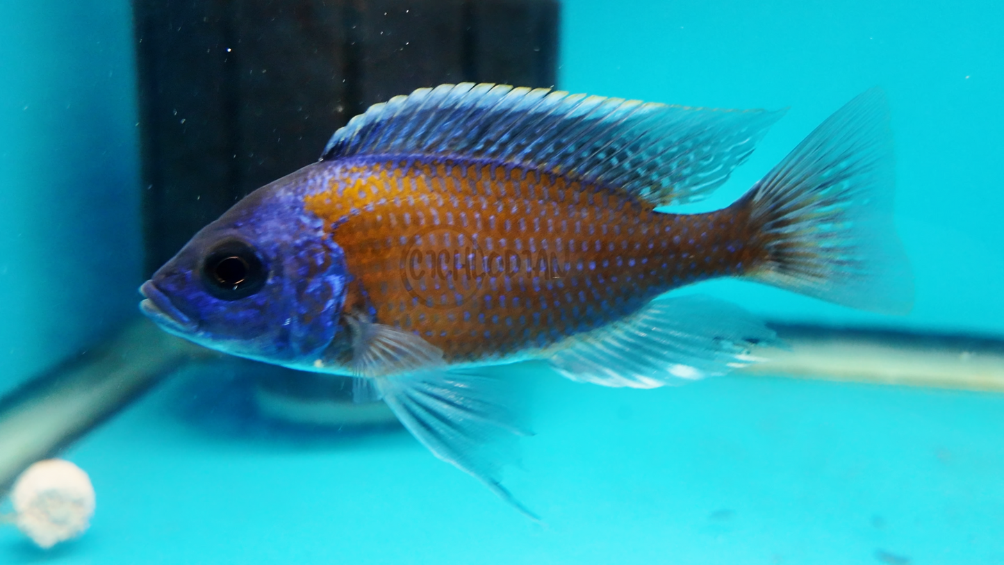 Red Fin Borleyi Hap