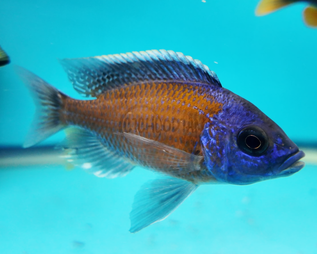 Red Fin Borleyi Hap
