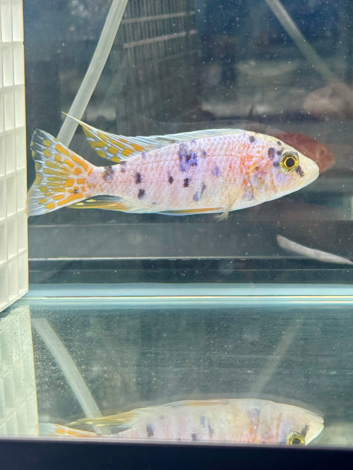 Platinum OB (5” Male)