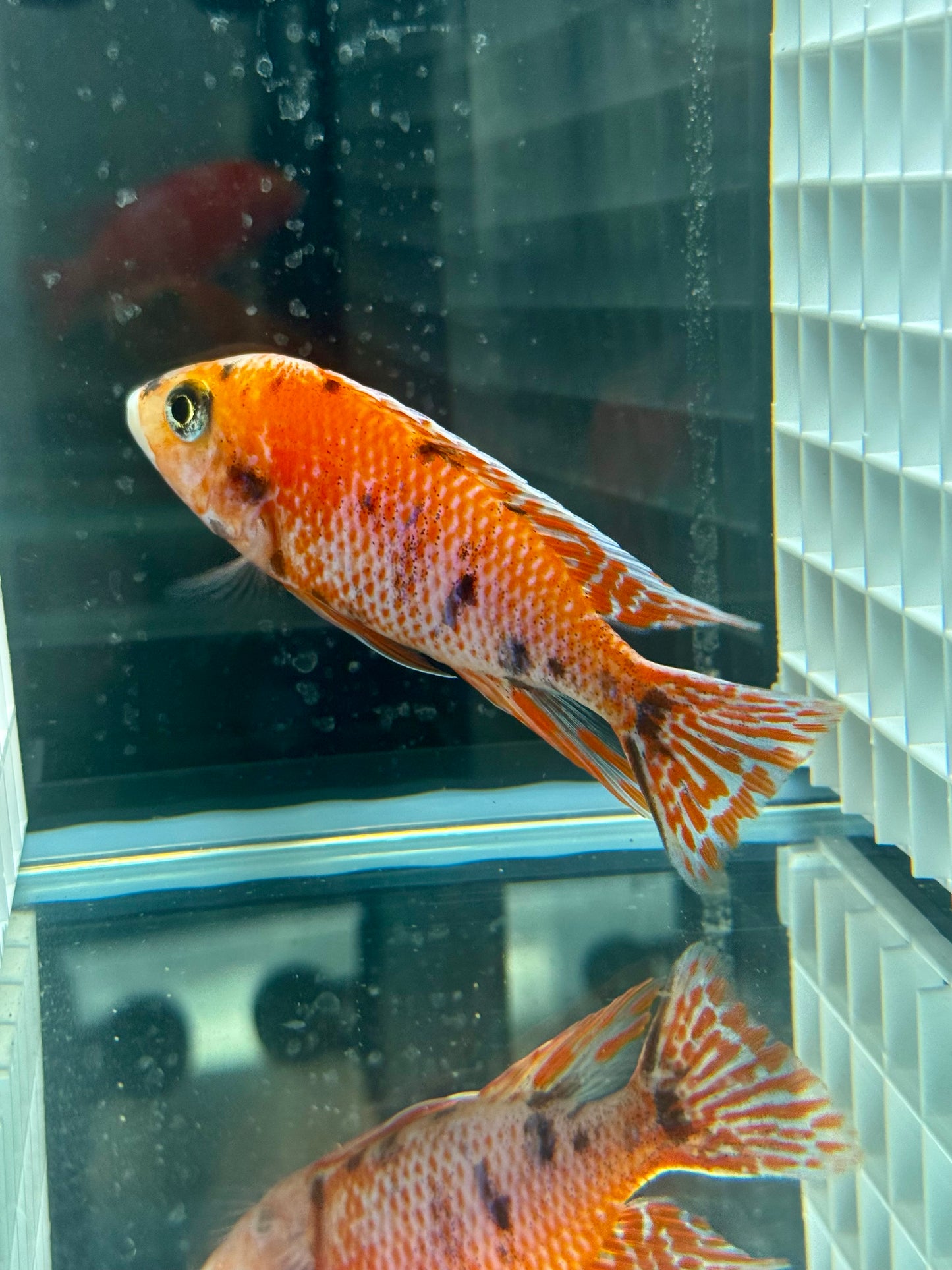 Red OB (4"+ Male)