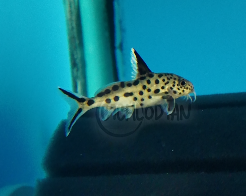 Cuckoo Catfish (Synodontis Multipunctatus)