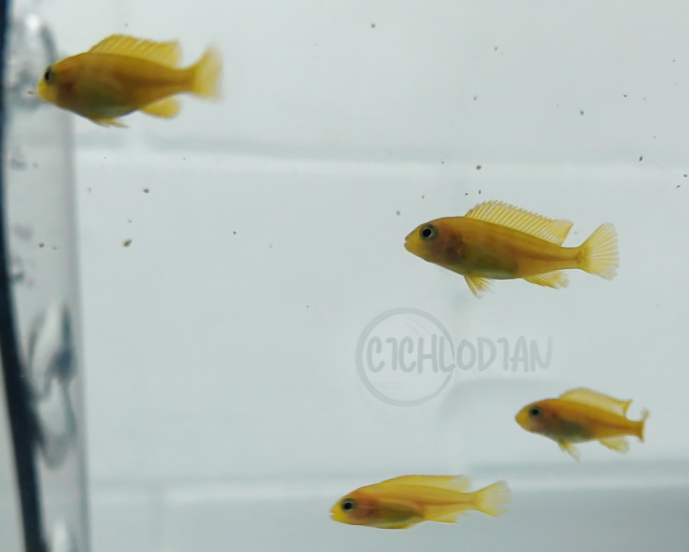 Chindongo Saulosi F1