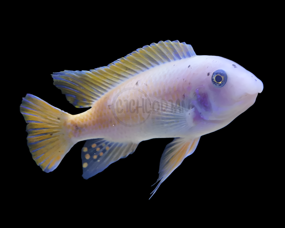 Labeotropheus Fuelleborni Orange Chinyamwezi