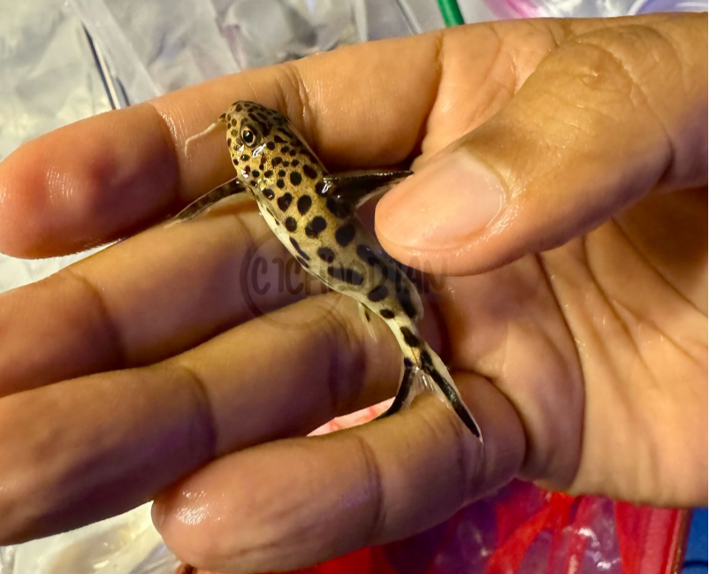 Cuckoo Catfish (Synodontis Multipunctatus)