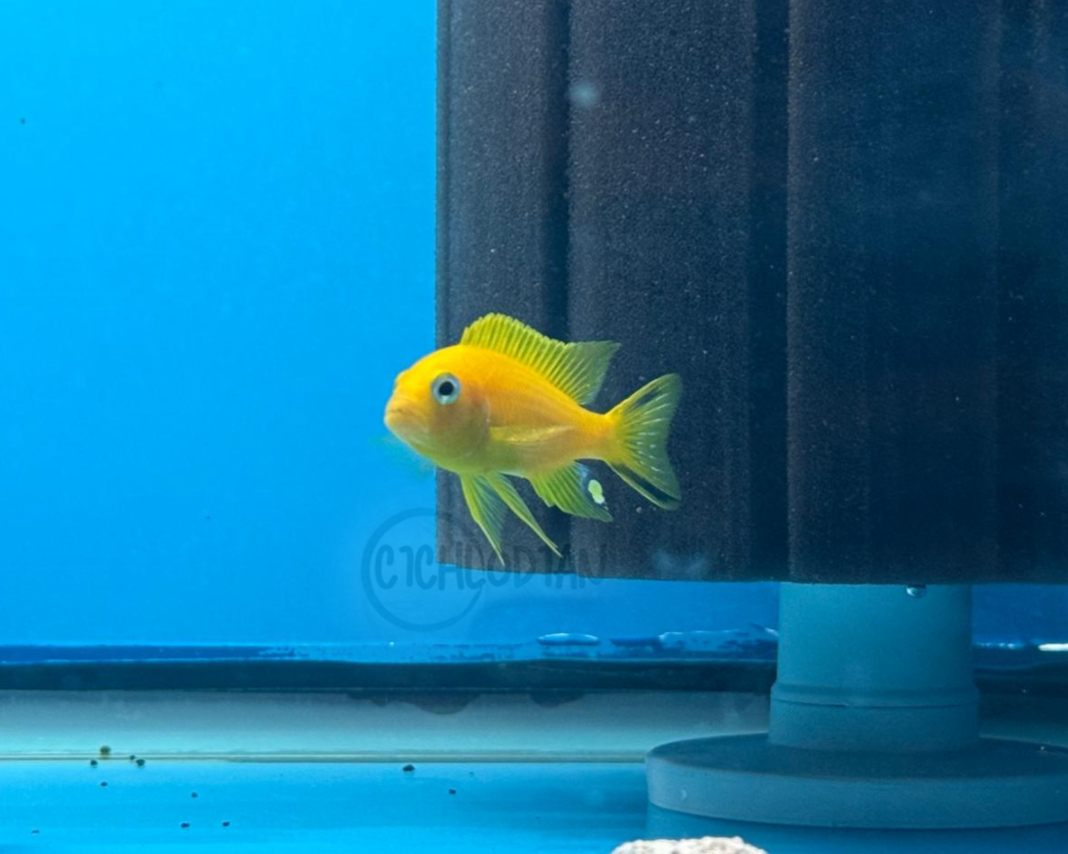 Daktari - Metriaclima sp.