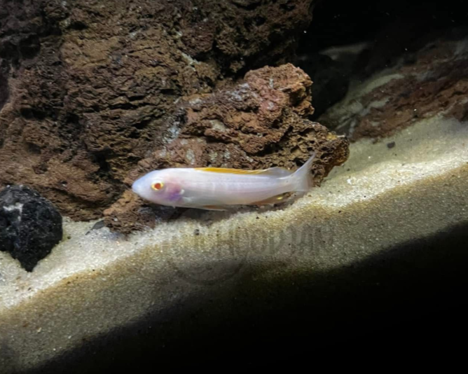 Albino Red Top Trewavasae - Labeotropheus
