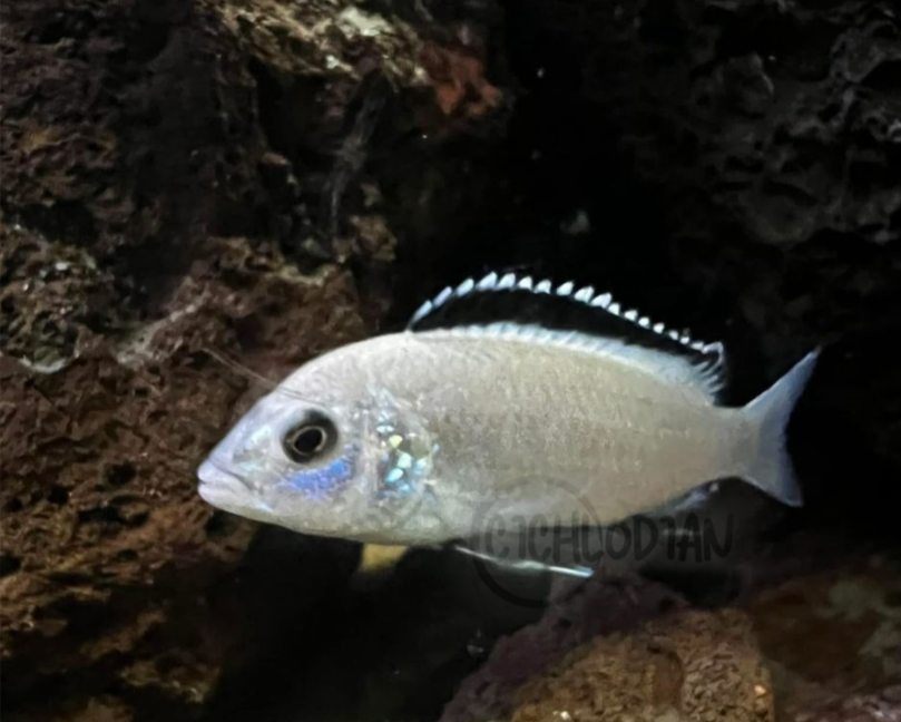 Labidochromis - White Lab