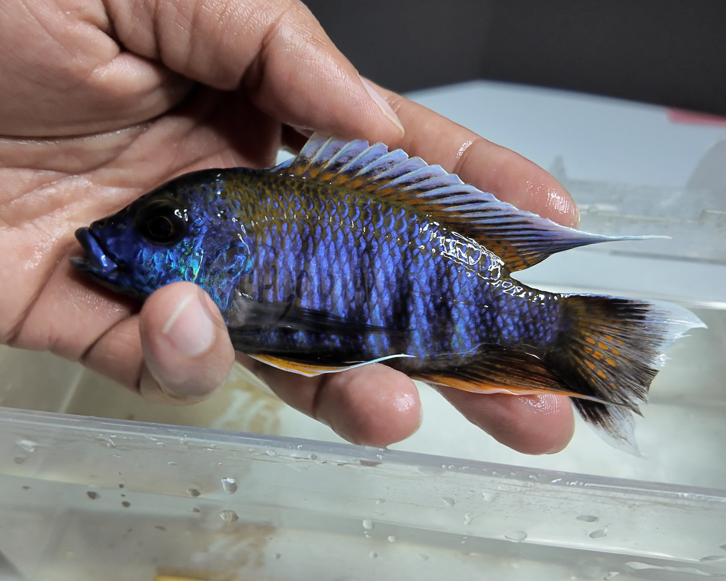 Eureka Jake - Aulonocara