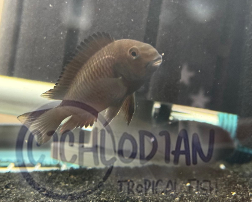 Tropheus Red Kalindi (VERY RARE)