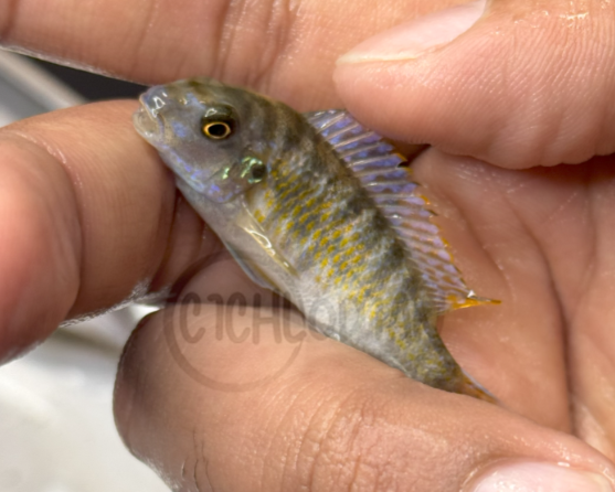 Labeotropheus Fuelleborni MC