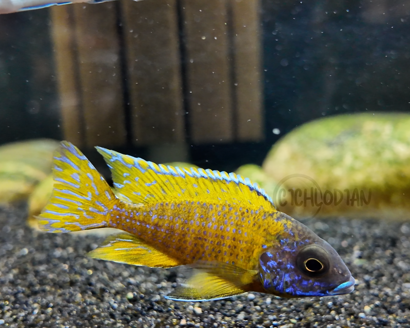 German Red Peacock - Aulonocara sp.
