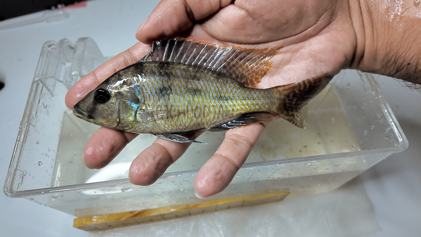 Protomelas Ornatus (RARE)