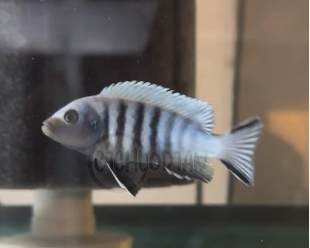 Kingsizie Cynotilapia Pulpican