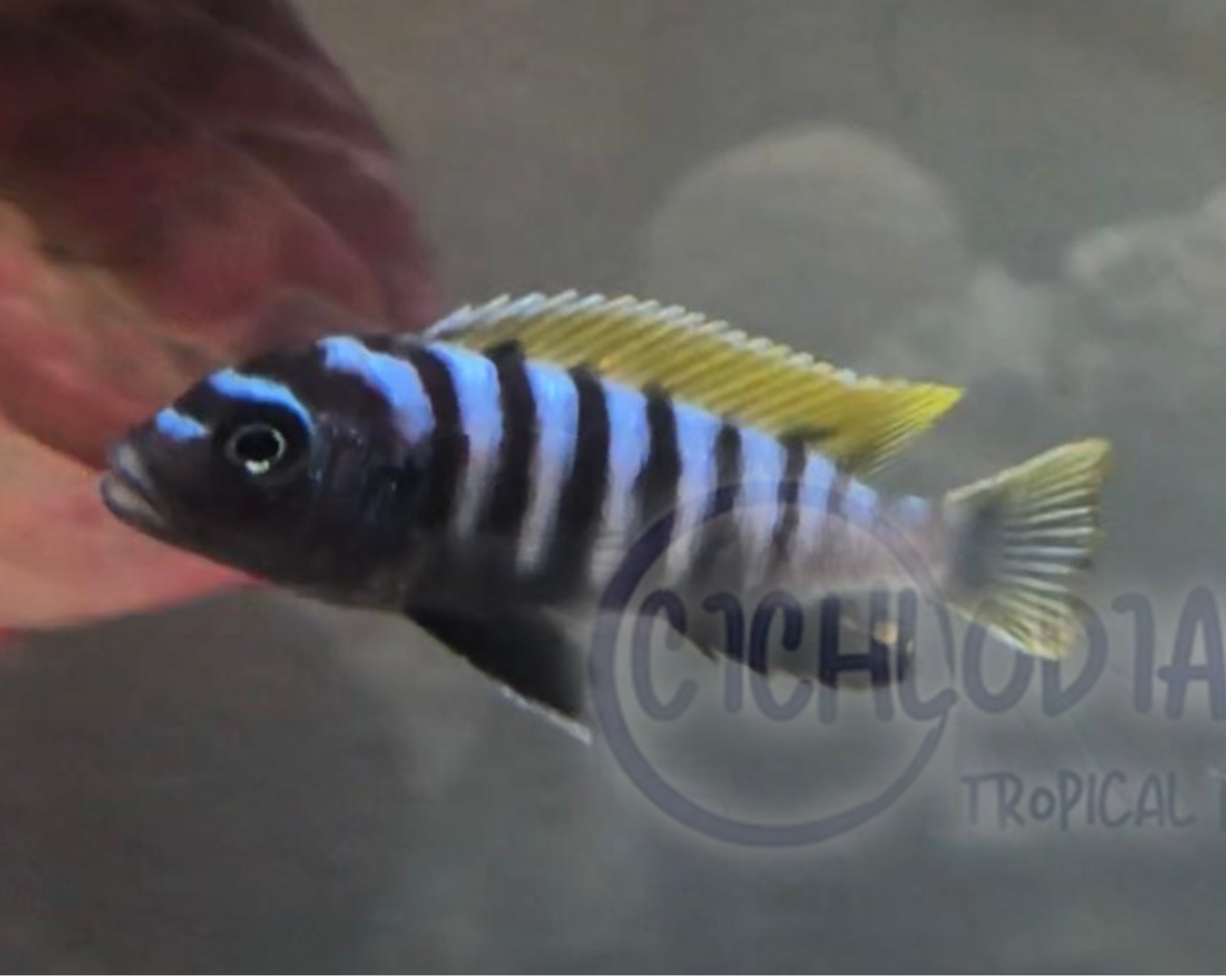Jalo Reef Afra - Cynotilapia Zebroides