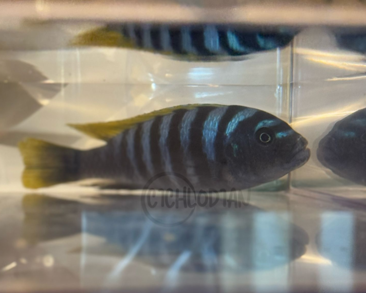 Jalo Reef Afra - Cynotilapia Zebroides
