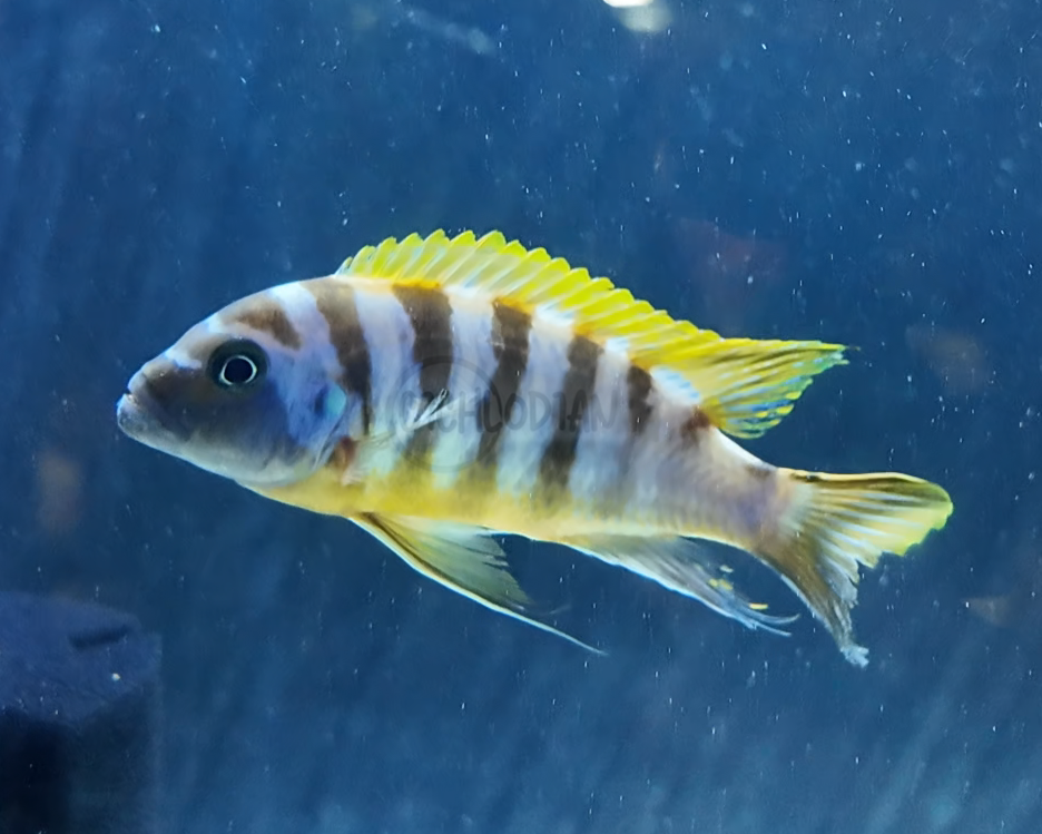 Zebra Long Pelvic Mdoka (VERY RARE)