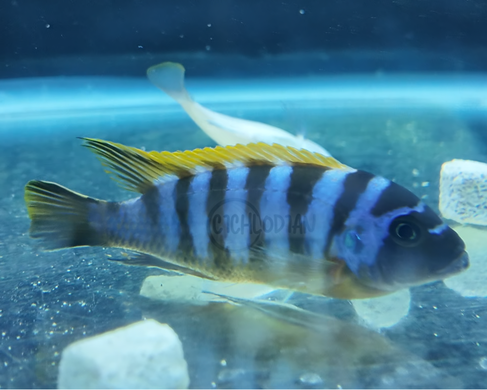 Zebra Long Pelvic Mdoka (VERY RARE)