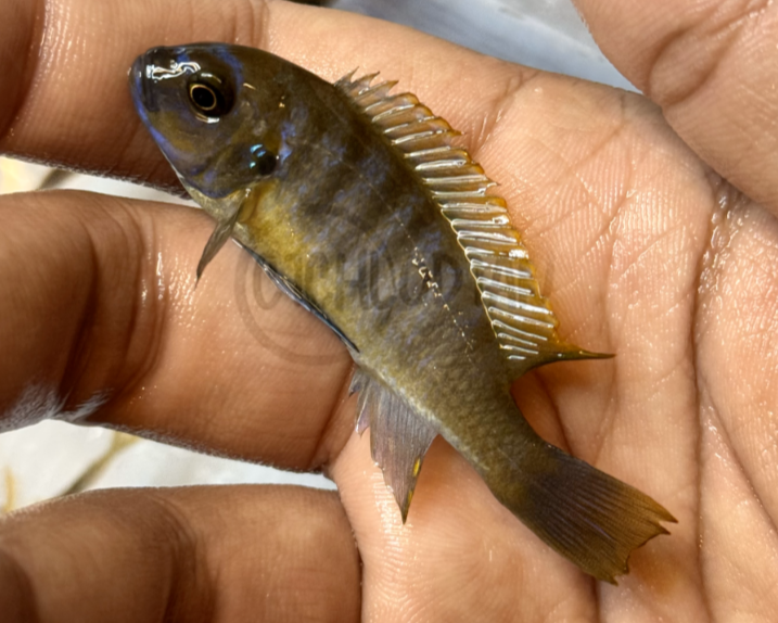 Metriaclima Mbenji