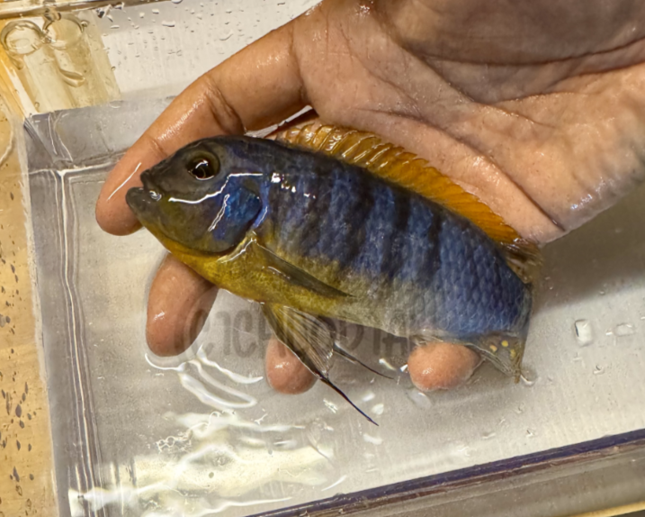 Metriaclima Mbenji