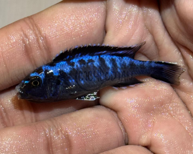 Pseudotropheus Elongatus Mozambique