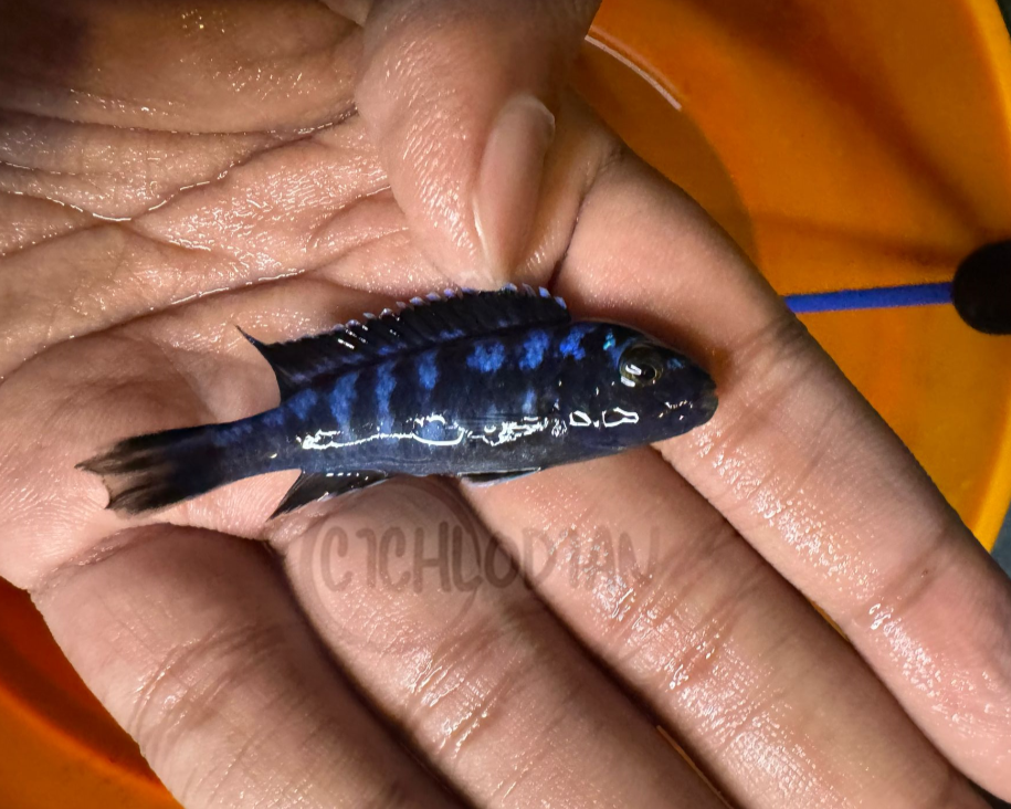 Pseudotropheus Elongatus Mozambique