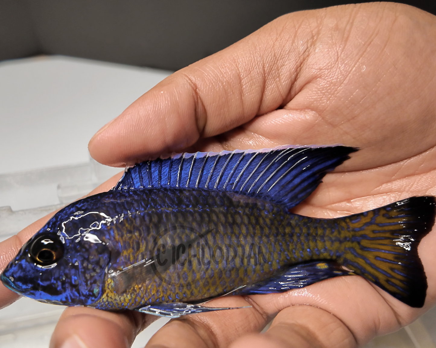 Ngara Flametail Peacock