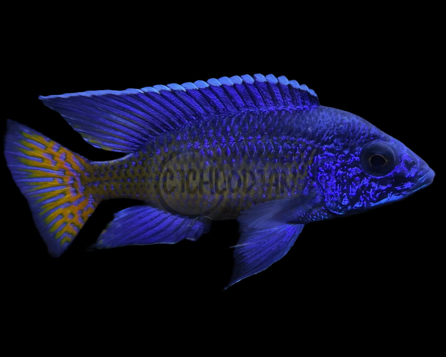 Ngara Flametail Peacock