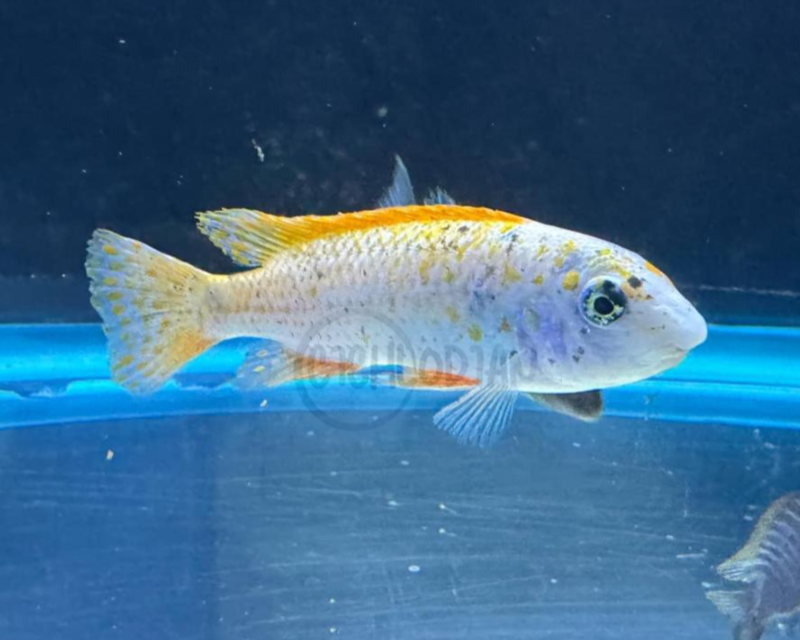 Labeotropheus Trewavasae Opal