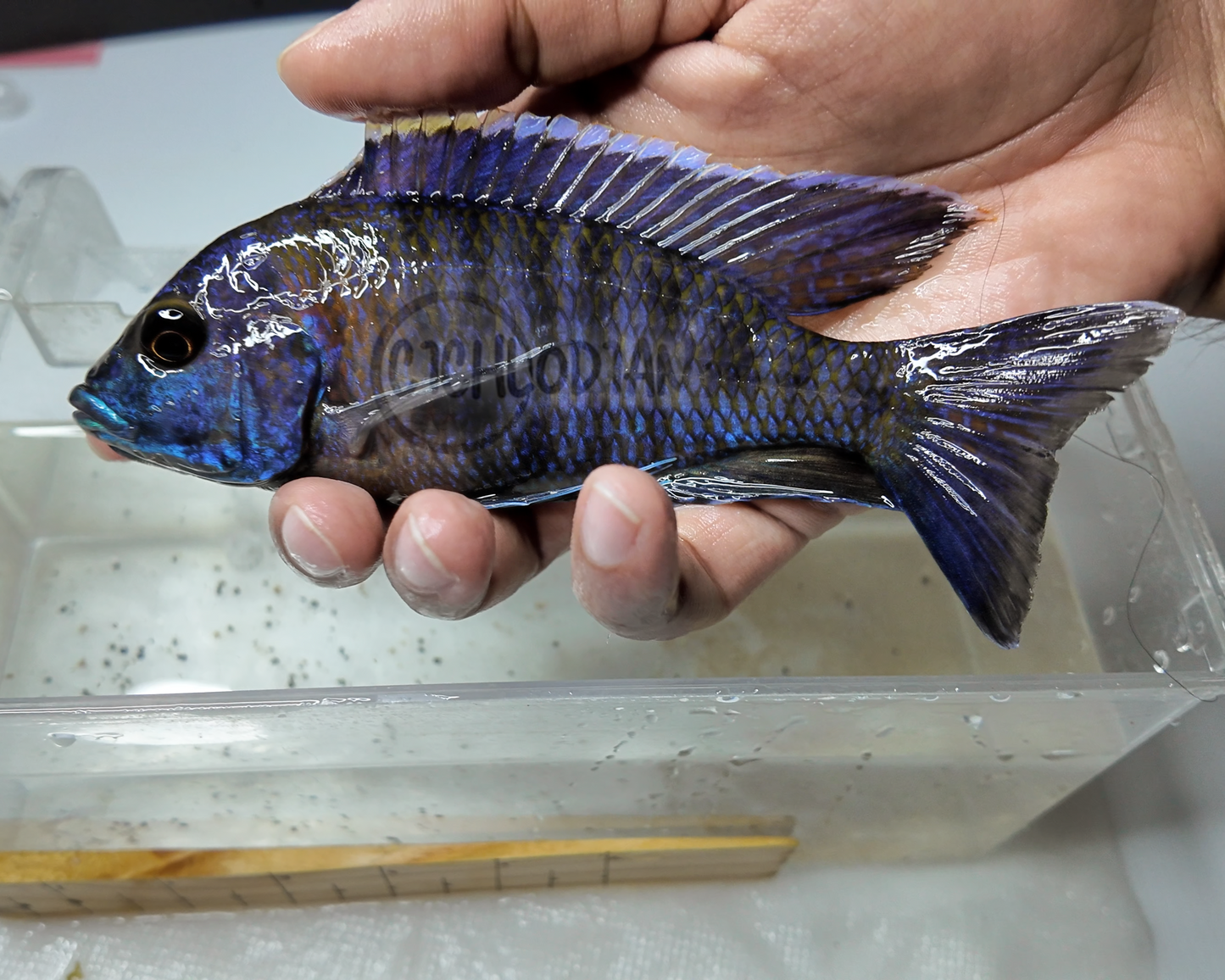 Red Shoulder Peacock
