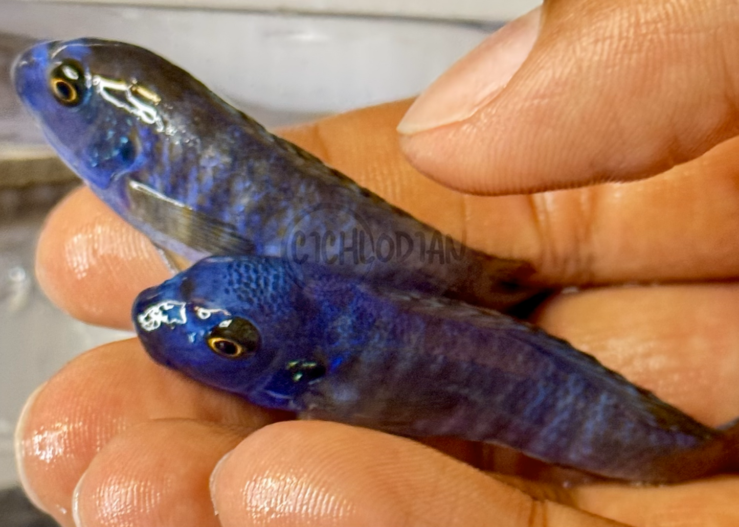 Labeotropheus Red/Orange Top Trewavasae