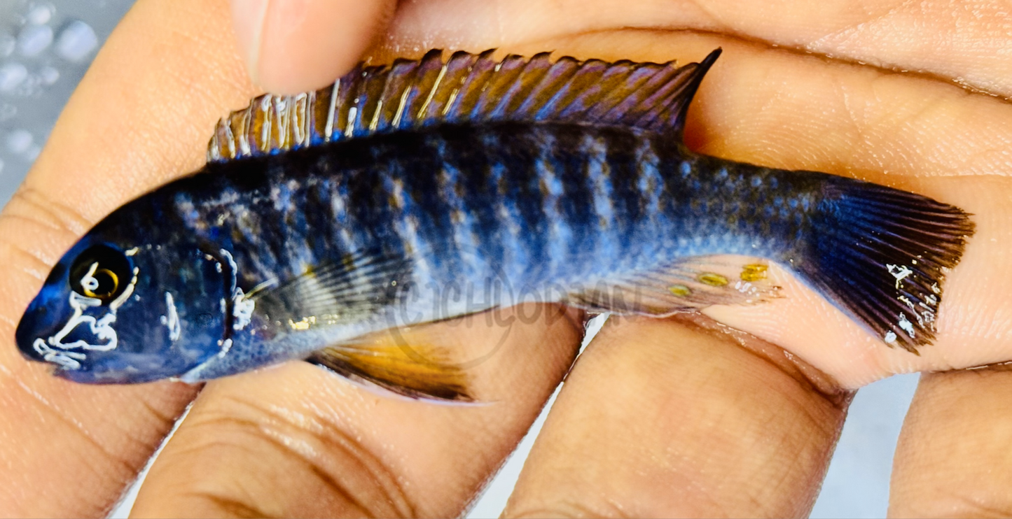 Labeotropheus Red/Orange Top Trewavasae