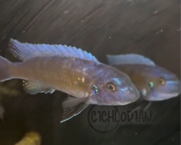 Labeotropheus Trewavasae Red Stripe Manda