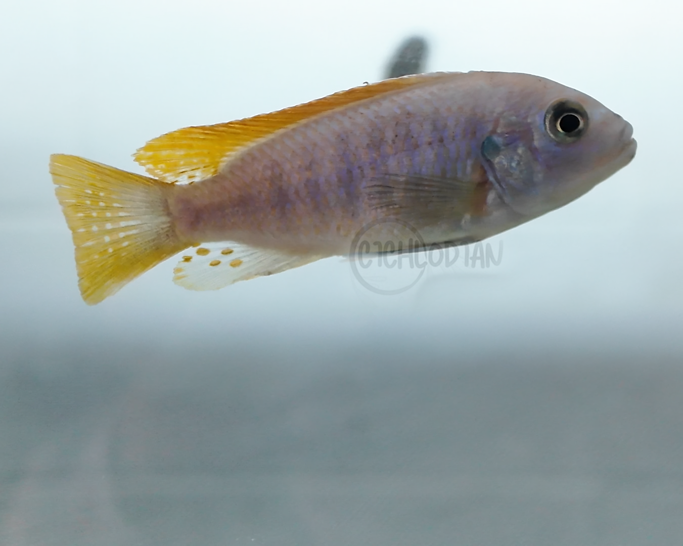 Ice Blue Zebra - Metriaclima Greshakei
