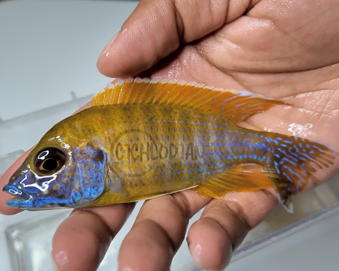 Sunshine Peacock - Aulunocara