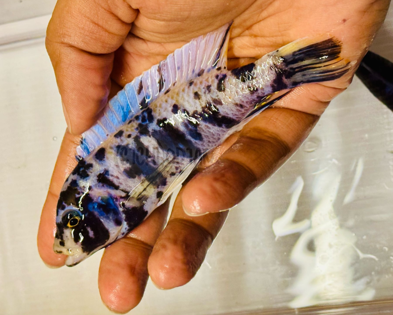 Metriaclima (Sp.) OB Slim Blueberry Tarakiki