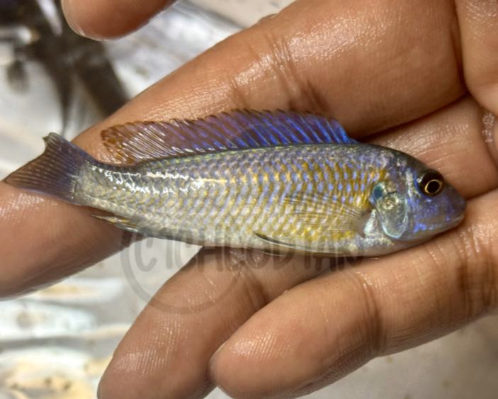 Labeotropheus Trewavasae Chilumba Yellow (RARE)