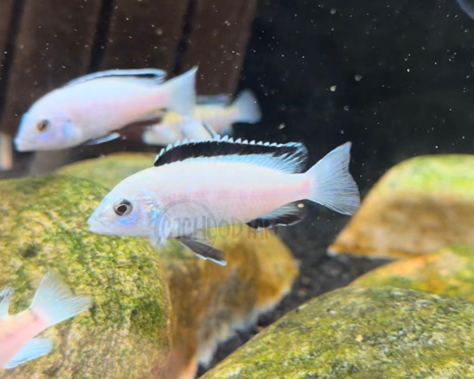 Labidochromis - White Lab