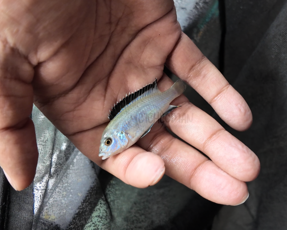 Labidochromis - White Lab