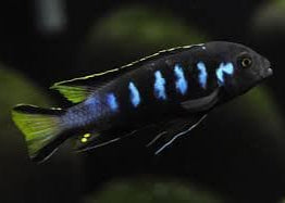 Elongatus Chewere - Metriaclima sp.