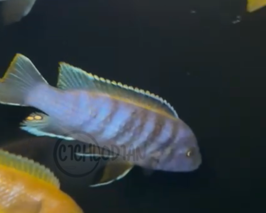 Pseudotropheus Elongatus Gold Ndumbi