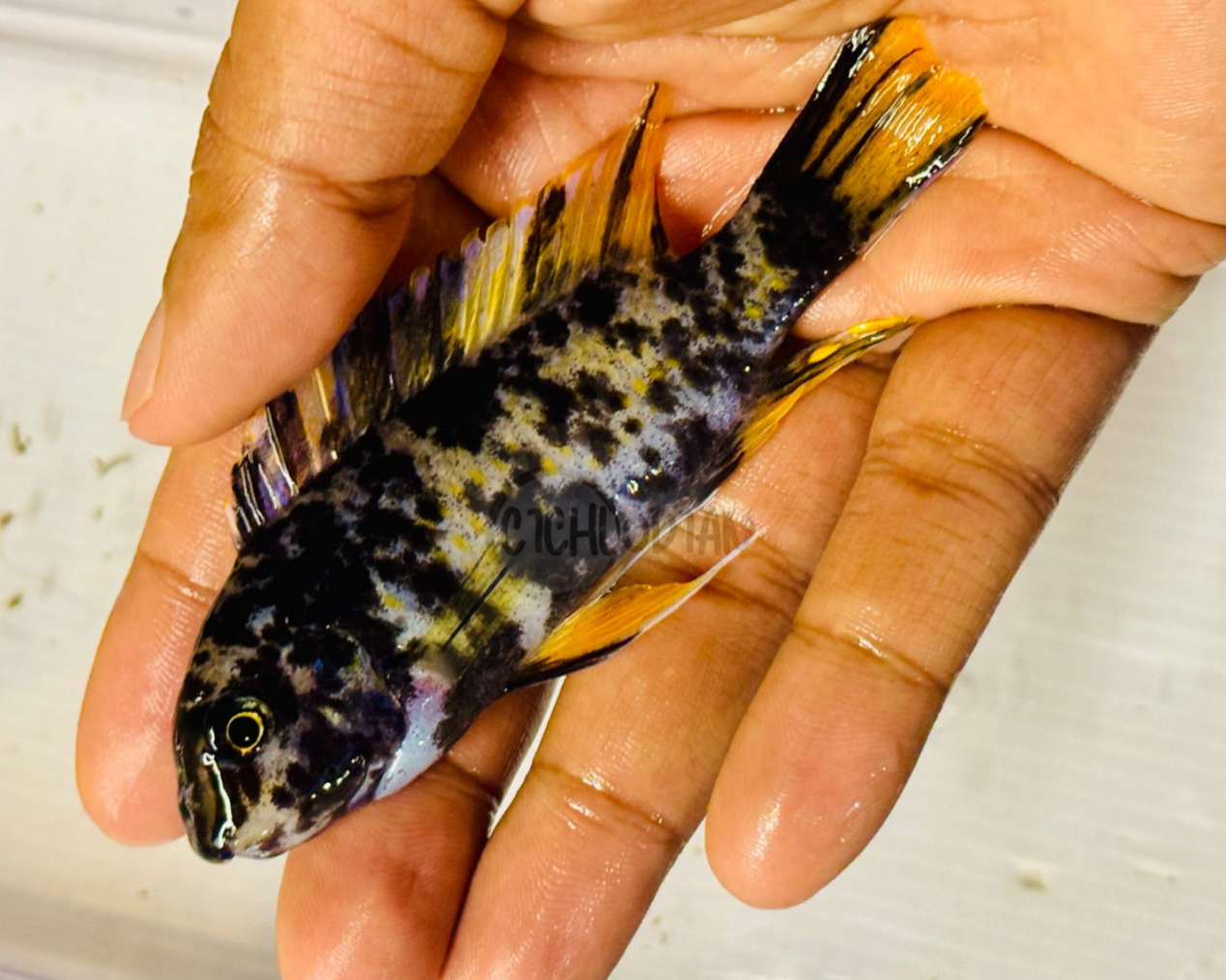 Labeotropheus Fuelleborni OB Blueberry MC
